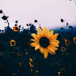 Meet your Posher, Gregoria